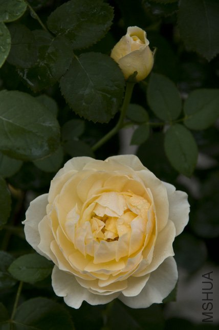 DSC_0033.jpg