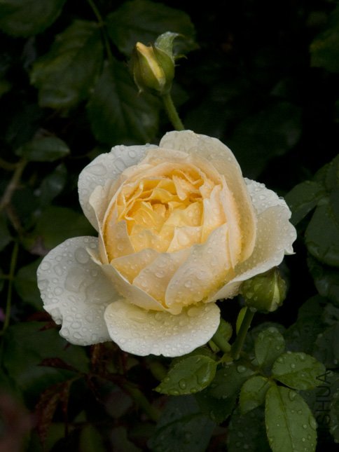 DSC_0039.jpg