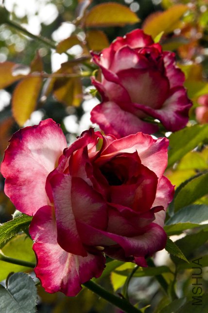 DSC_0021.jpg