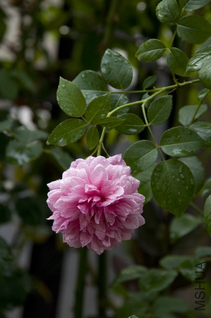 DSC_0032.jpg
