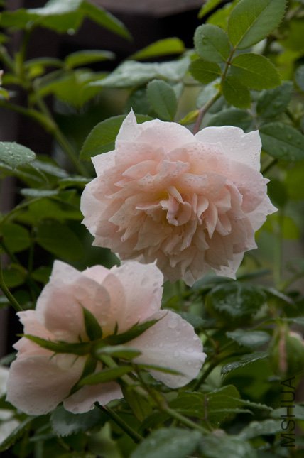 DSC_0034.jpg