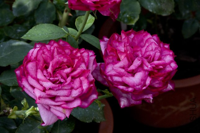 DSC_0047.jpg