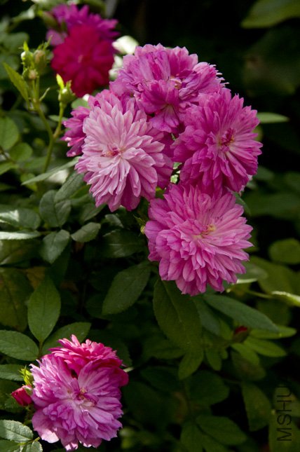 DSC_0050.jpg