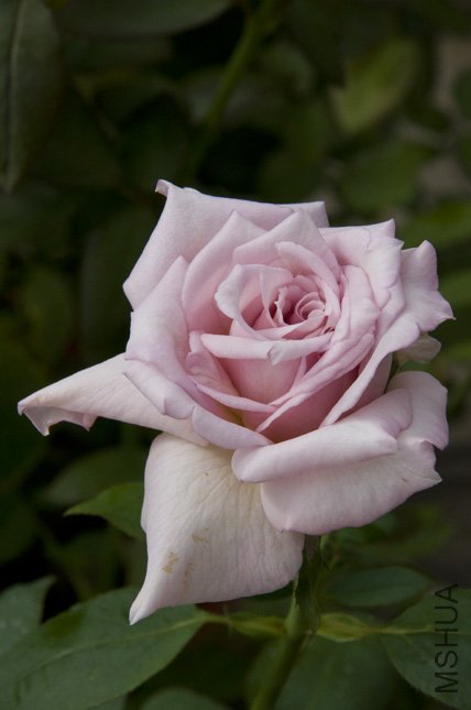 DSC_0054.JPG