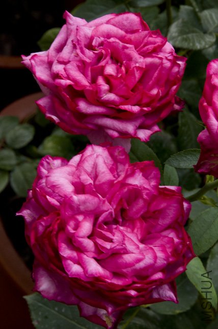 DSC_0058.jpg