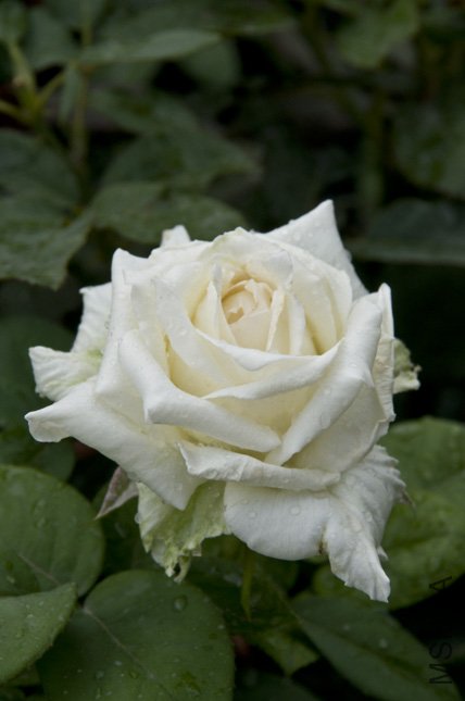 DSC_0063.jpg