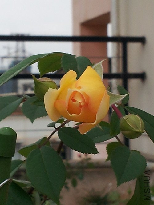 20120713_083939_����.jpg