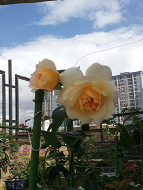 20120720_162936_����.jpg