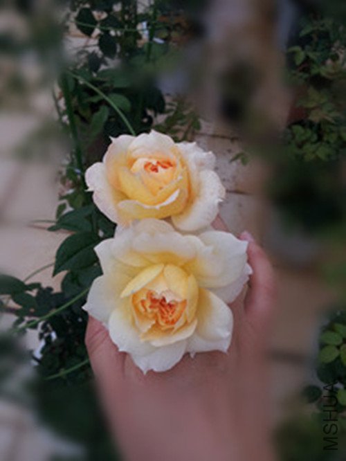 20120721_084408_����.jpg