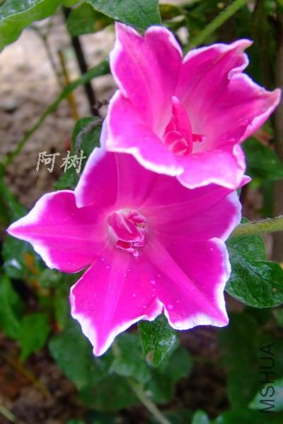 �۹���ʨ�� 2012-0720(003).jpg