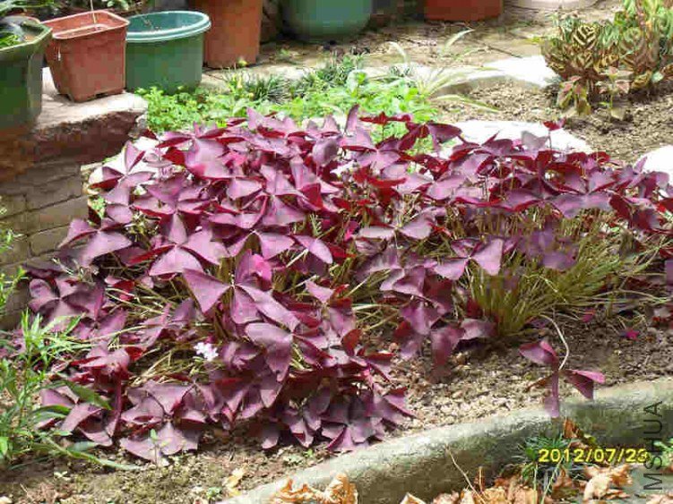 SDC13057.jpg