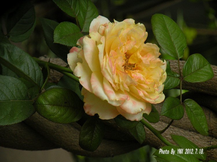 2012.7.18. 028_conew1.jpg