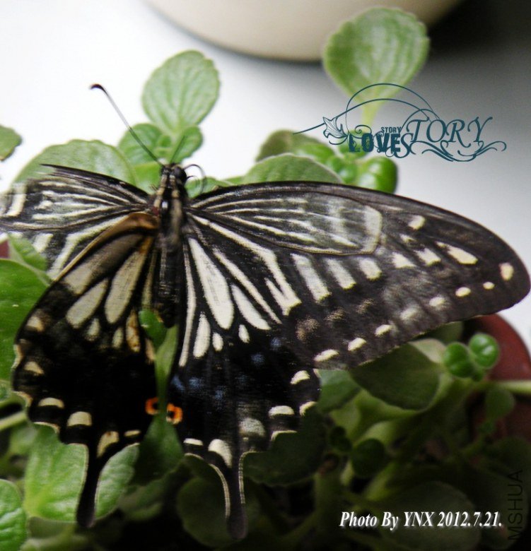 2012.7.21.(������ 004_conew1.jpg