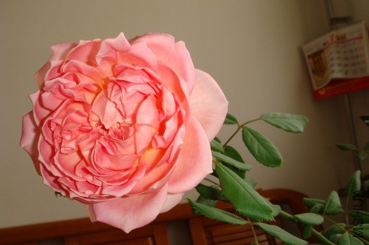 DSC00575.JPG