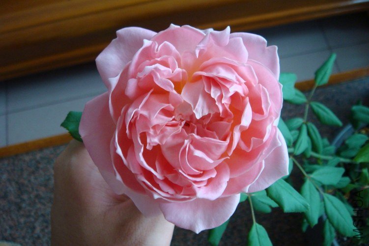 DSC00581.JPG