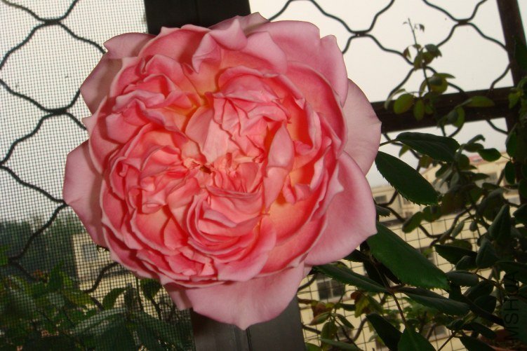 DSC00590.JPG