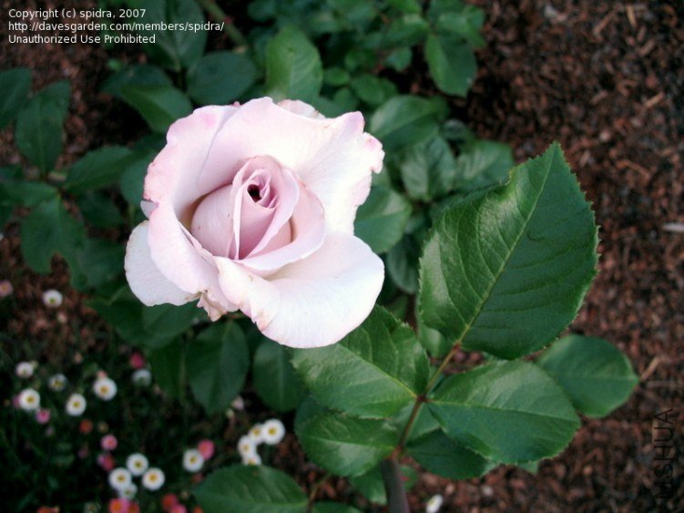 3f9072.jpg