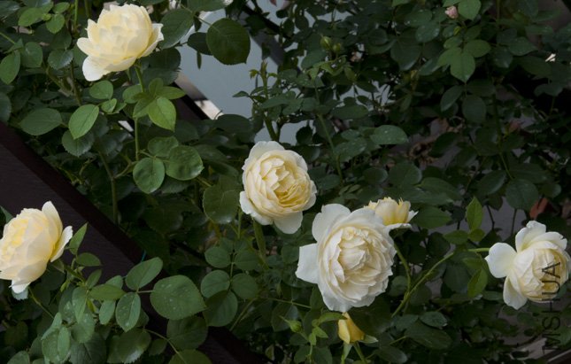 DSC_0002.jpg