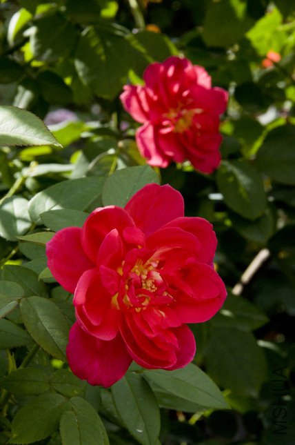 DSC_0006.jpg