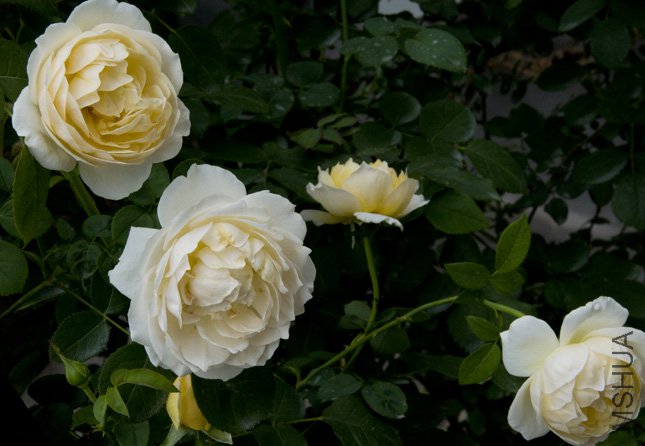 DSC_0003.jpg