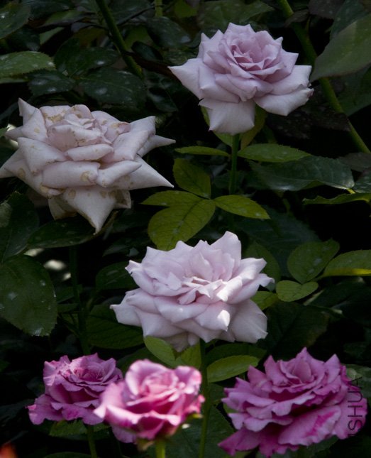 DSC_0012.jpg