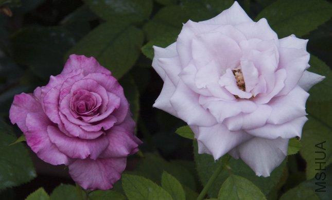 DSC_0013.jpg