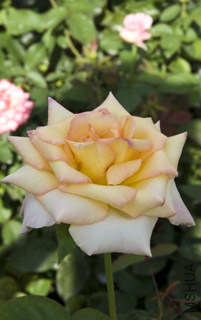 DSC_0011.jpg