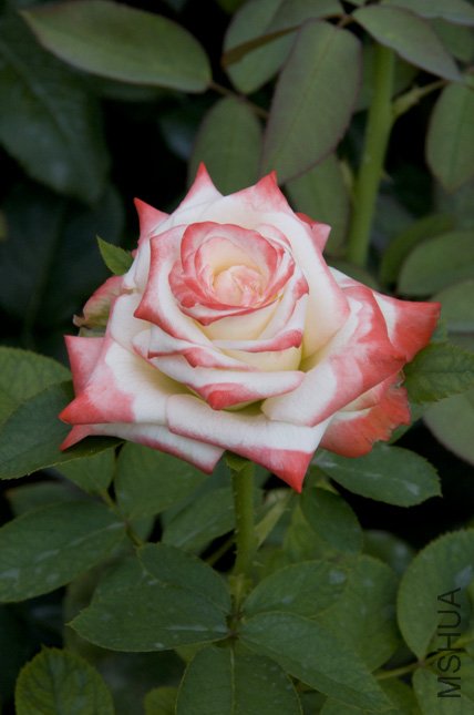 DSC_0014.jpg