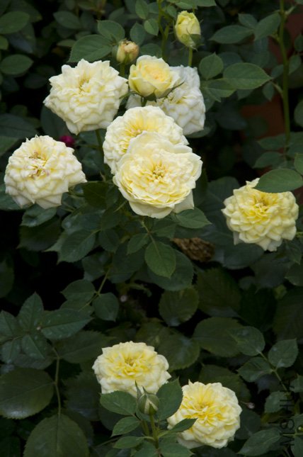 DSC_0017.jpg