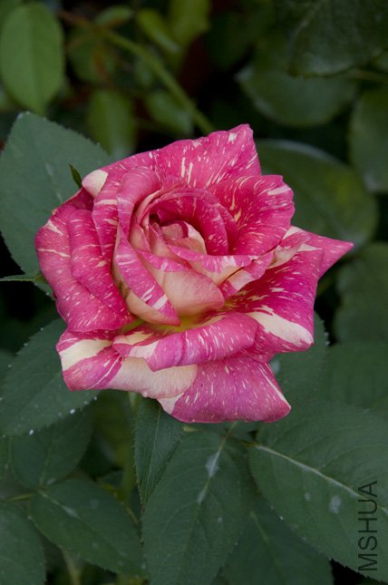 DSC_0015.jpg