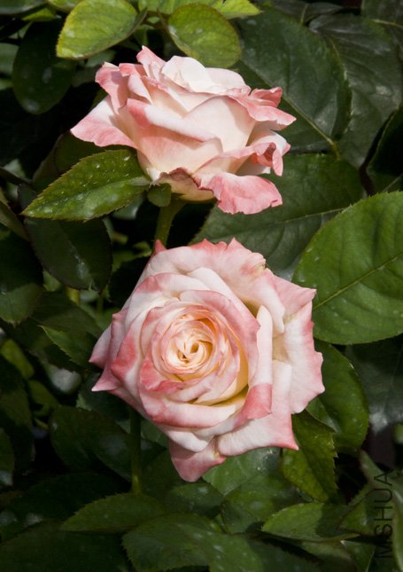 DSC_0020.jpg