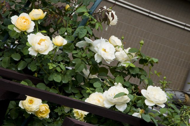 DSC_0023.jpg