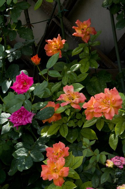 DSC_0028.jpg