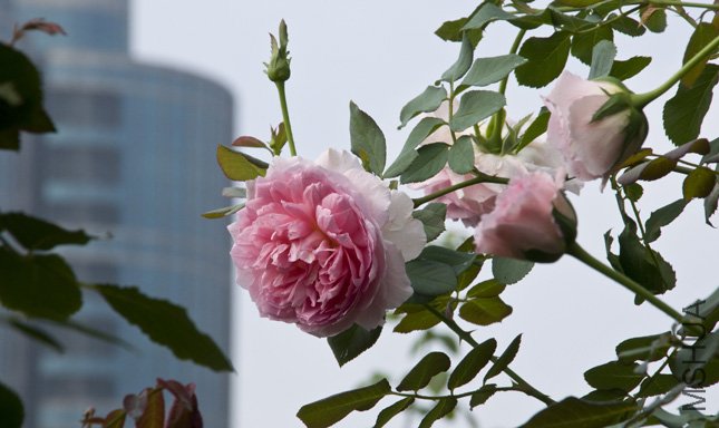 DSC_0065.jpg