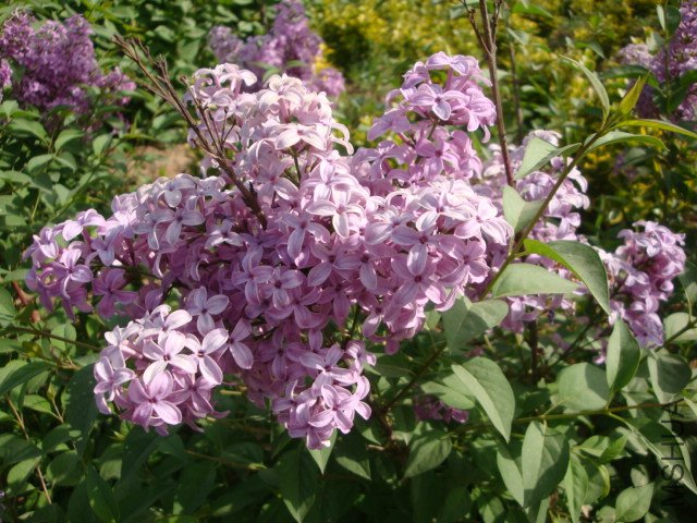 DSC00150.JPG