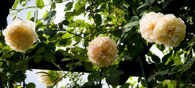 DSC_0051b.jpg