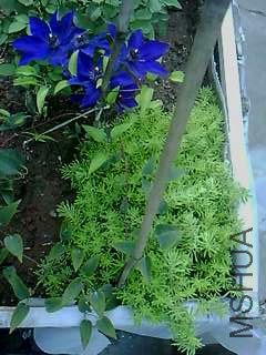 IMG1840A.jpg