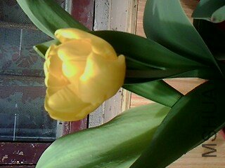 IMG0971A.jpg