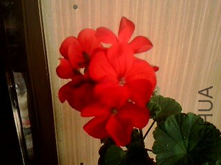 IMG1351A.jpg