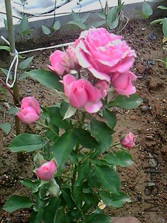 IMG1466A.jpg