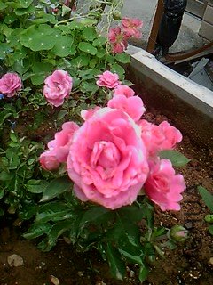 IMG1485A.jpg