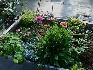 IMG1513A.jpg