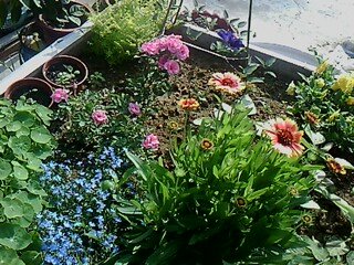 IMG1518A.jpg