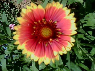IMG1527A.jpg