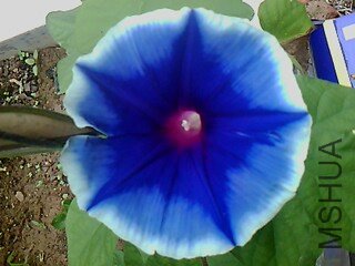 IMG1533A.jpg