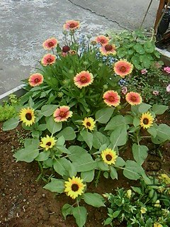 IMG1537A.jpg