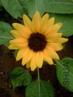 IMG1538A.jpg