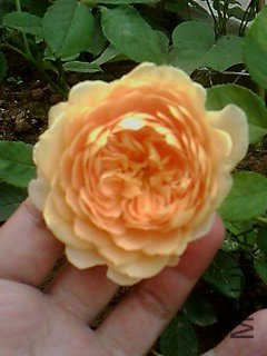 IMG1569A.jpg