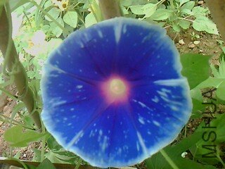 IMG1571A.jpg