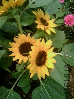 IMG1573A.jpg